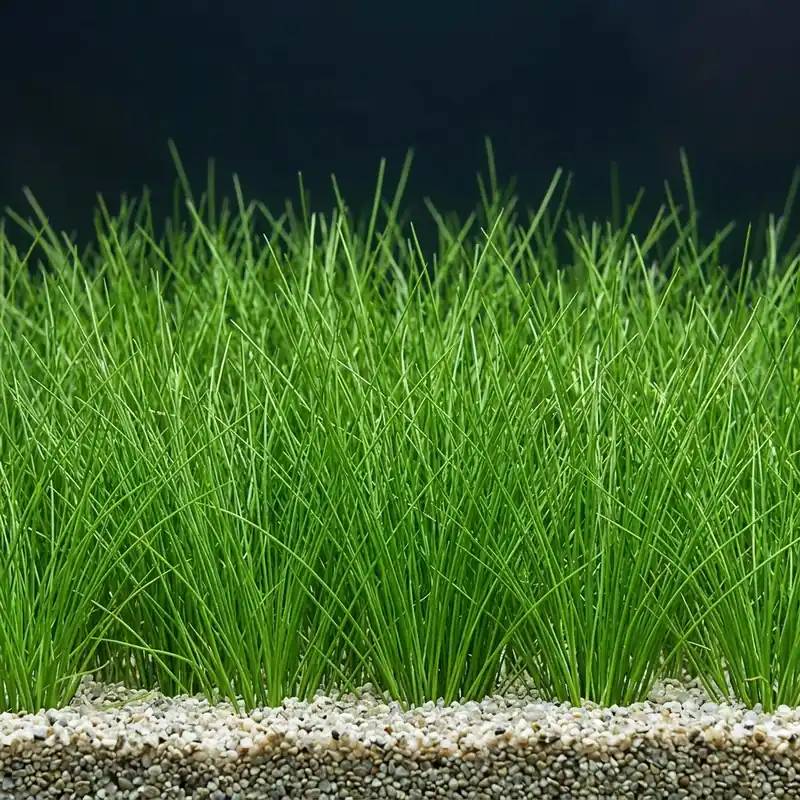 Nadelsimse: Eleocharis acicularis -Topf- Neuheit
